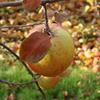 Apple: Saltcote Pippin