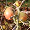 Apple: Saltcote Pippin