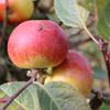 Apple: Scarlet Nonpareil