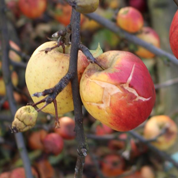 Apple: Scarlet Pearmain