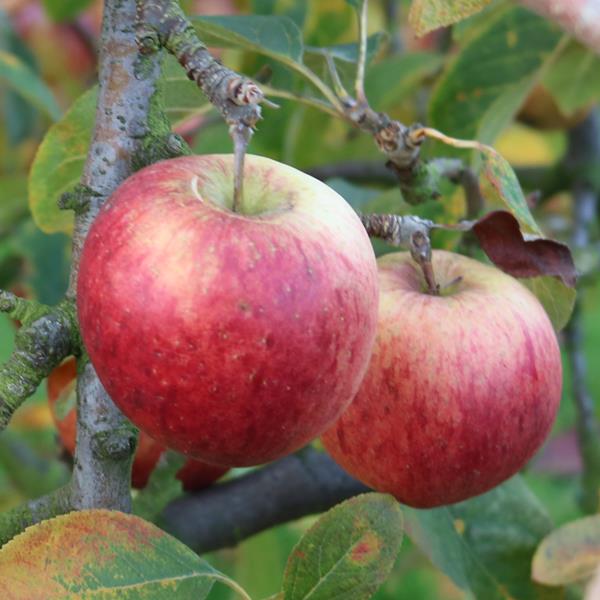 Apple: Sensyu