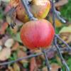 Apple: September Beauty