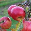 Apple: Septer