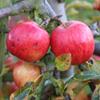 Apple: Septer