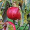 Apple: Septer
