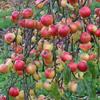 Apple: Septer