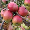 Apple: Severn Bank