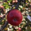 Apple: Shinfield Seedling