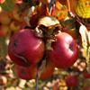 Apple: Shinfield Seedling