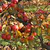 Apple: Shinfield Seedling