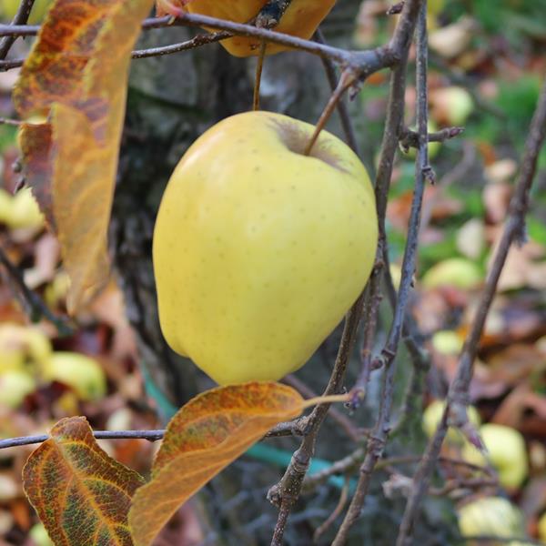 Apple: Sir Prize