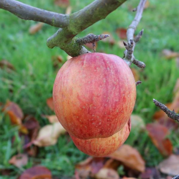 Apple: Spencer