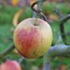 Apple: Spencer