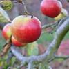 Apple: Statesman Red Sport