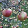 Apple: Statesman Red Sport