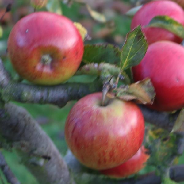 Apple: Statesman Red Sport