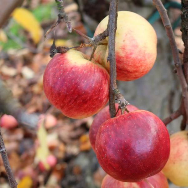 Apple: Summerland