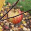 Apple: Summerland