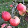 Apple: Sunrise