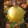 Apple: Swaar
