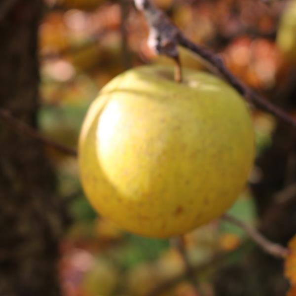 Apple: Swaar