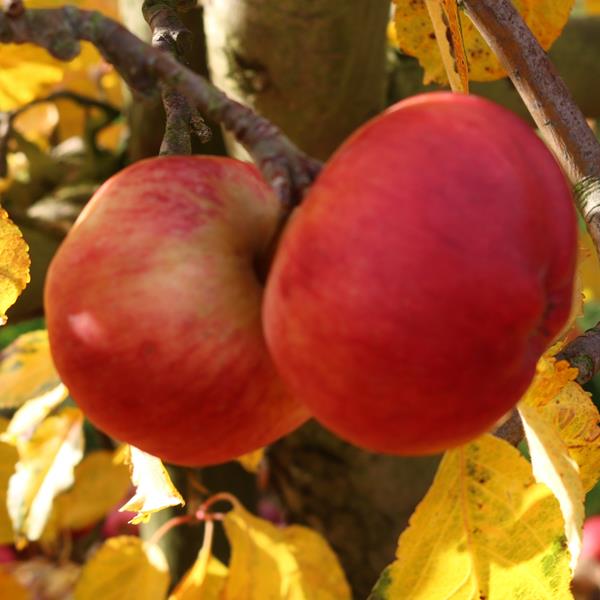Apple: Teton De Demoiselle