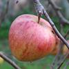 Apple: Topaz