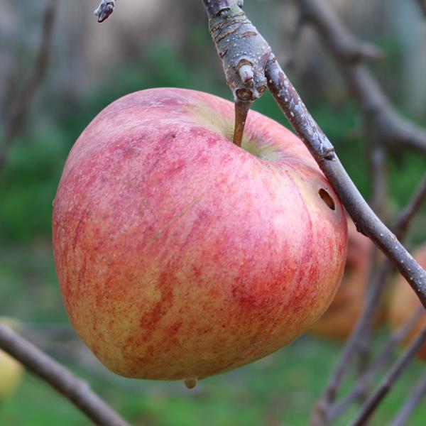 Apple: Topaz