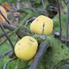 Apple: Ulmer Reinette