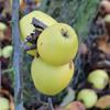 Apple: Ulmer Reinette