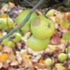 Apple: Underleaf