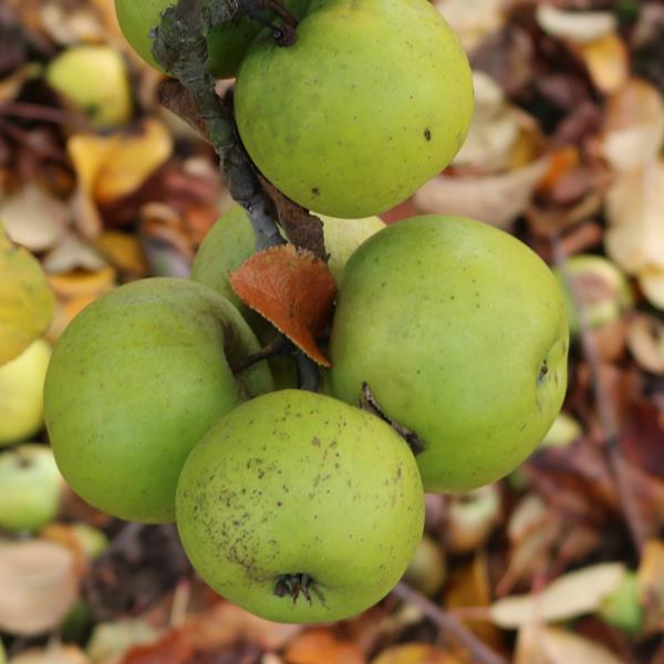 Apple: Underleaf
