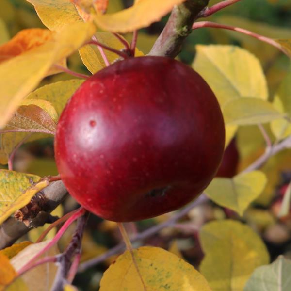 Apple: Verite