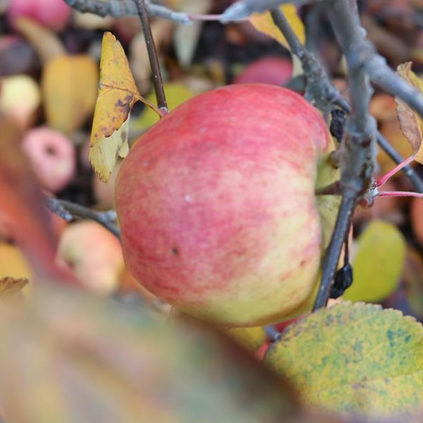 Apple: Voyager