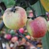 Apple: Voyager