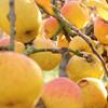 Apple: Wadhurst Pippin