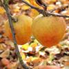 Apple: Wadhurst Pippin