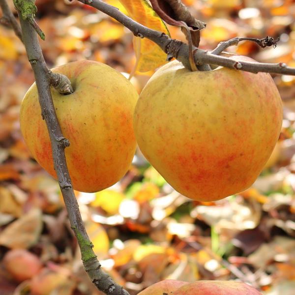 Apple: Wadhurst Pippin