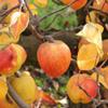 Apple: Wadhurst Pippin