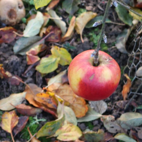 Apple: Wellday Jonathan