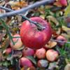 Apple: Wellday Jonathan