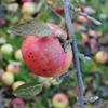 Apple: Wellday Jonathan