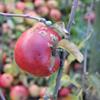 Apple: Wellday Jonathan