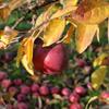 Apple: Wellspur Delicious