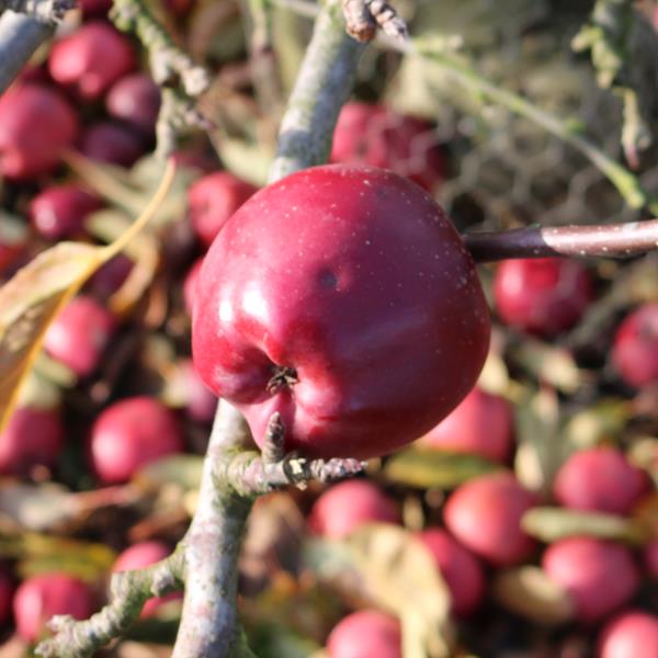 Apple: Wellspur Delicious