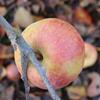 Apple: Westfield Seek No Further