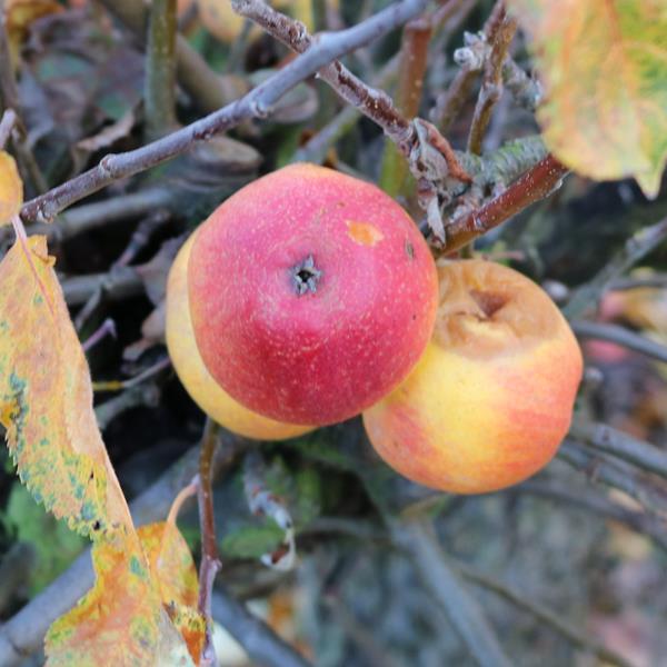 Apple: William Crump