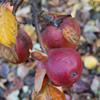 Apple: William Crump