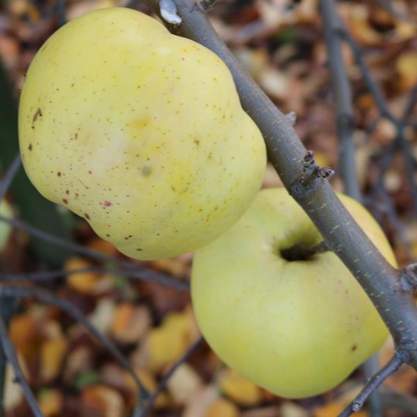 Apple: Winter Peach
