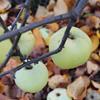 Apple: Winter Peach